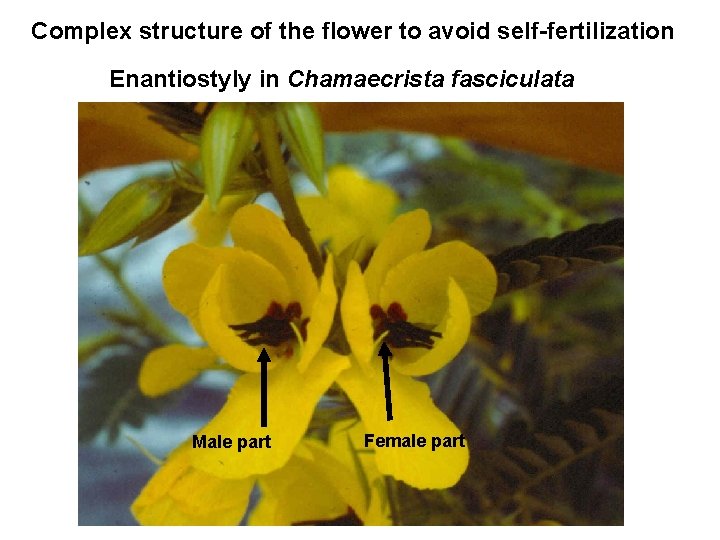 Complex structure of the flower to avoid self-fertilization Enantiostyly in Chamaecrista fasciculata Male part