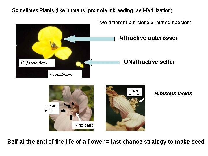 Sometimes Plants (like humans) promote inbreeding (self-fertilization) Two different but closely related species: Attractive