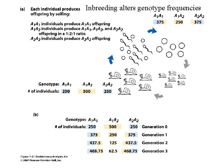 Inbreeding alters genotype frequencies 