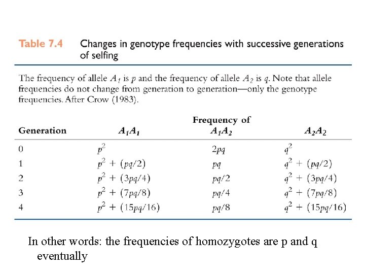 In other words: the frequencies of homozygotes are p and q eventually 