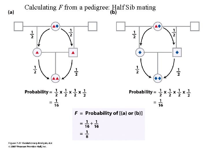 Calculating F from a pedigree: Half Sib mating 