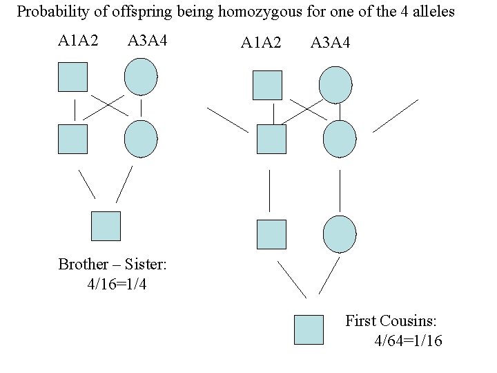 Probability of offspring being homozygous for one of the 4 alleles A 1 A