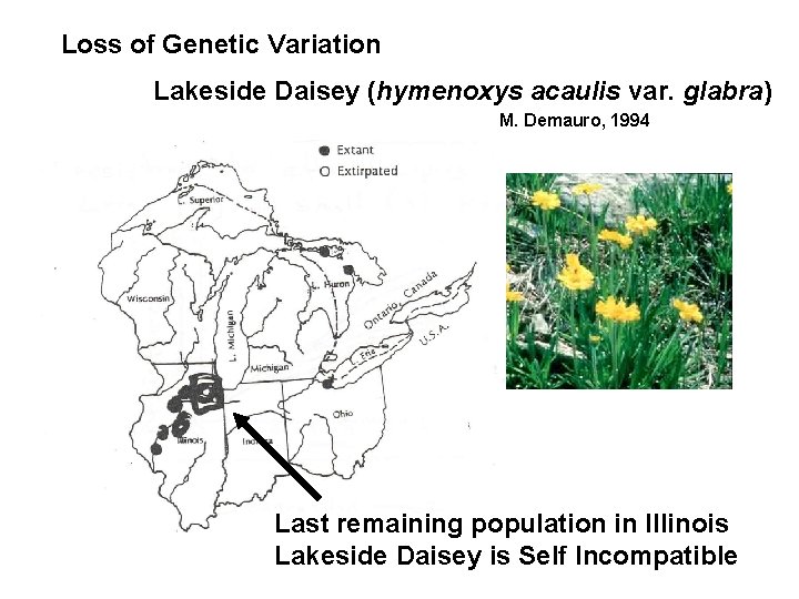 Loss of Genetic Variation Lakeside Daisey (hymenoxys acaulis var. glabra) M. Demauro, 1994 Last