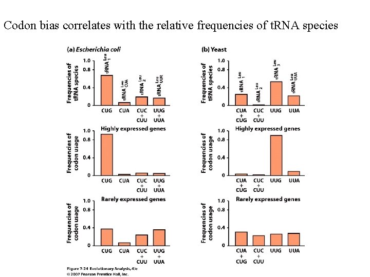 Codon bias correlates with the relative frequencies of t. RNA species 