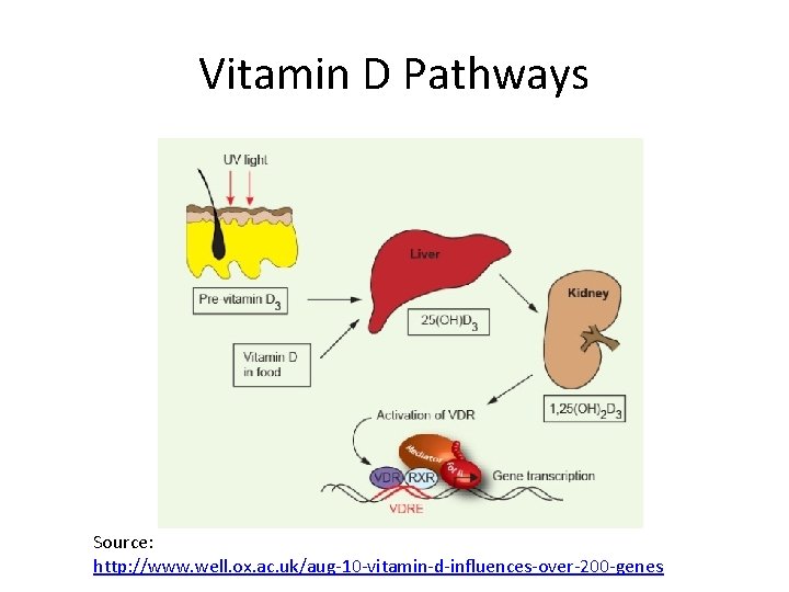 Vitamin D Pathways Source: http: //www. well. ox. ac. uk/aug-10 -vitamin-d-influences-over-200 -genes 