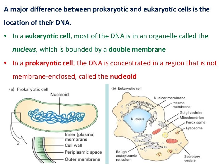 A major difference between prokaryotic and eukaryotic cells is the location of their DNA.
