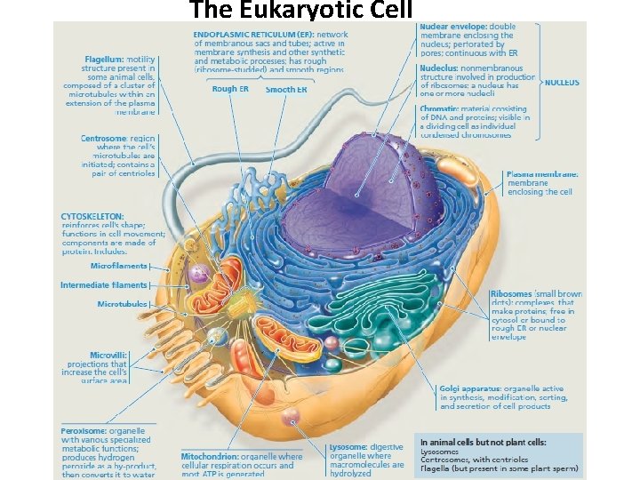 The Eukaryotic Cell 