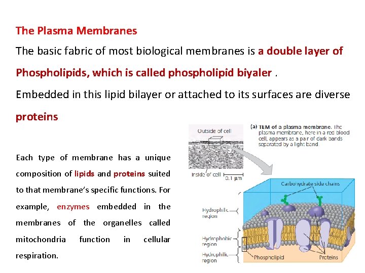 The Plasma Membranes The basic fabric of most biological membranes is a double layer