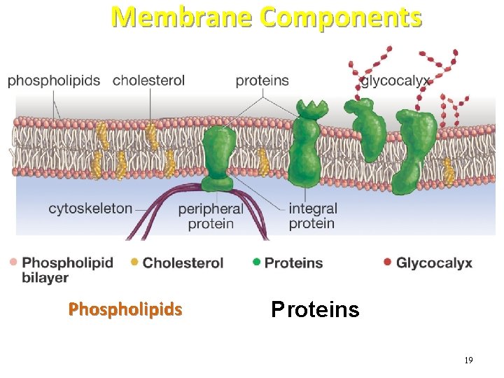 Membrane Components Phospholipids Proteins 19 