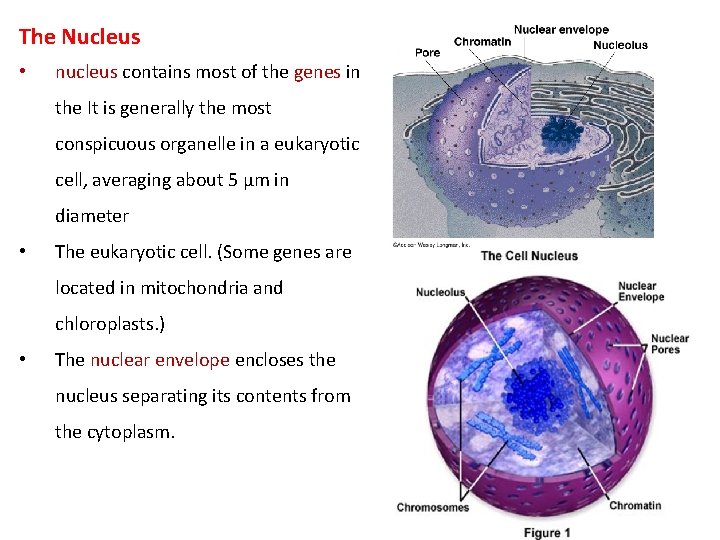 The Nucleus • nucleus contains most of the genes in the It is generally