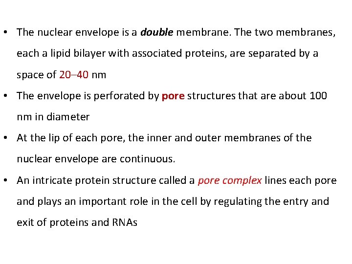  • The nuclear envelope is a double membrane. The two membranes, each a