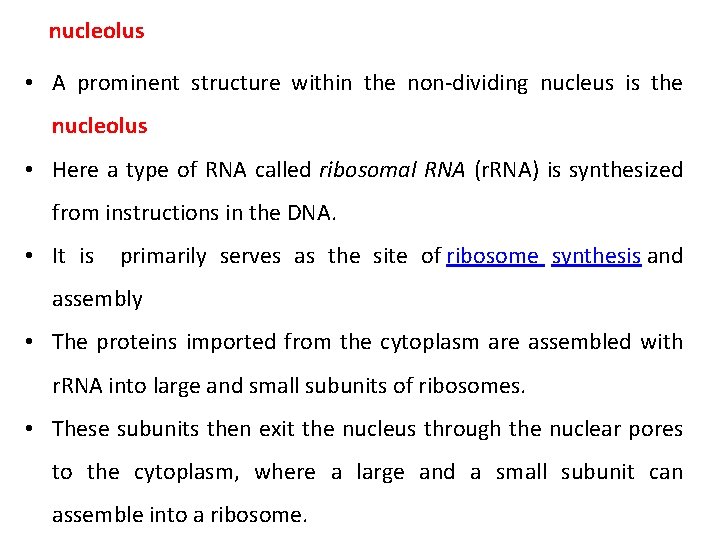 nucleolus • A prominent structure within the non-dividing nucleus is the nucleolus • Here