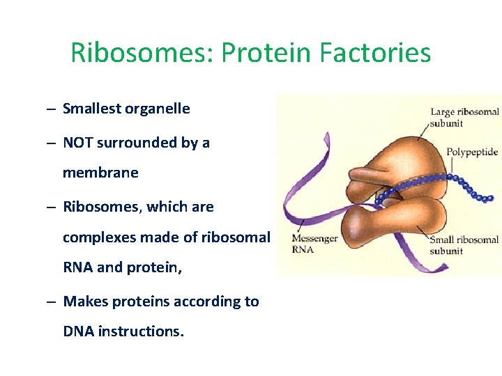 Ribosomes: Protein Factories – Smallest organelle – NOT surrounded by a membrane – Ribosomes,