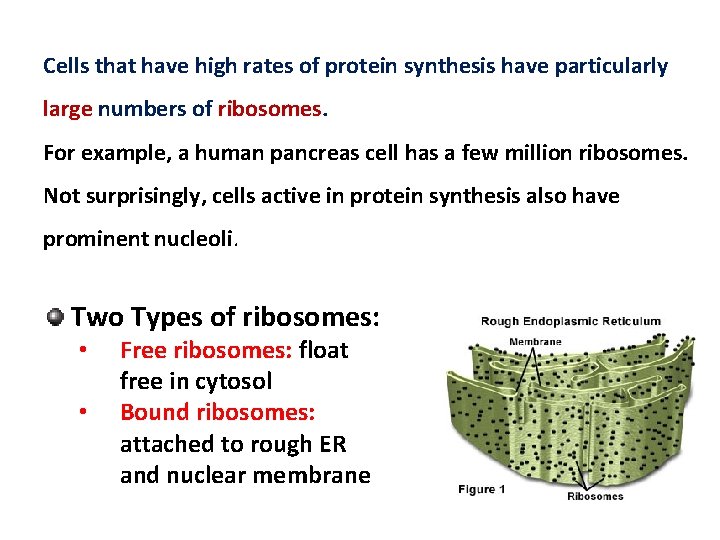 Cells that have high rates of protein synthesis have particularly large numbers of ribosomes.