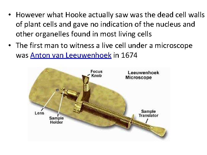  • However what Hooke actually saw was the dead cell walls of plant