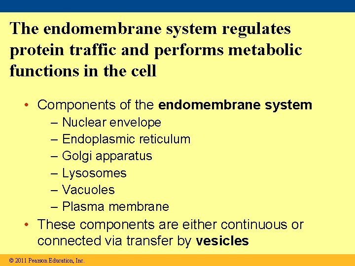 The endomembrane system regulates protein traffic and performs metabolic functions in the cell •
