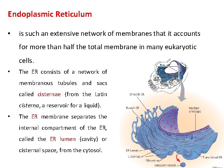 Endoplasmic Reticulum • is such an extensive network of membranes that it accounts for