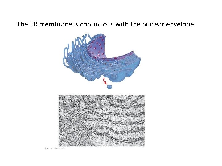 The ER membrane is continuous with the nuclear envelope 