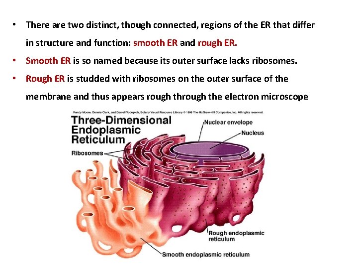  • There are two distinct, though connected, regions of the ER that differ