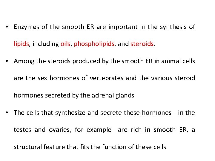  • Enzymes of the smooth ER are important in the synthesis of lipids,