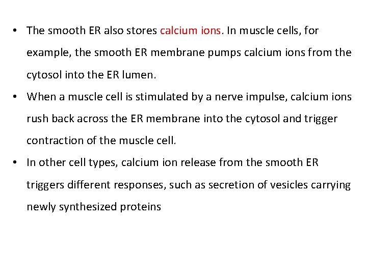  • The smooth ER also stores calcium ions. In muscle cells, for example,