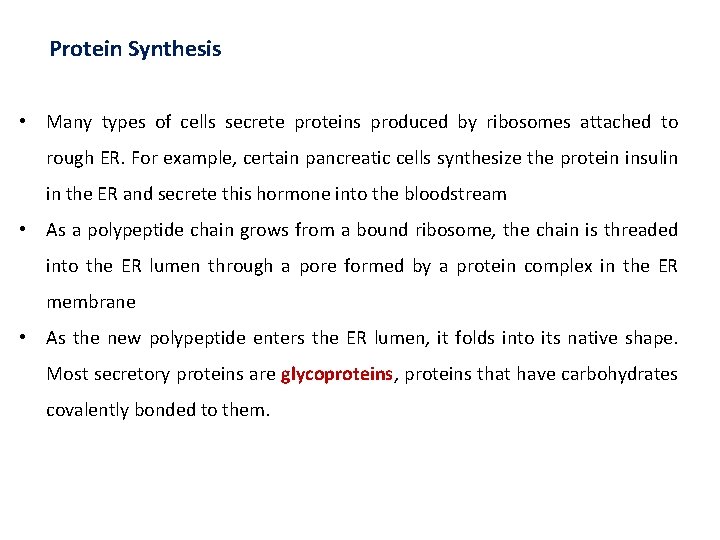 Protein Synthesis • Many types of cells secrete proteins produced by ribosomes attached to