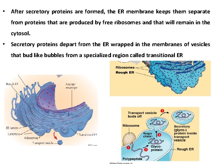  • After secretory proteins are formed, the ER membrane keeps them separate from