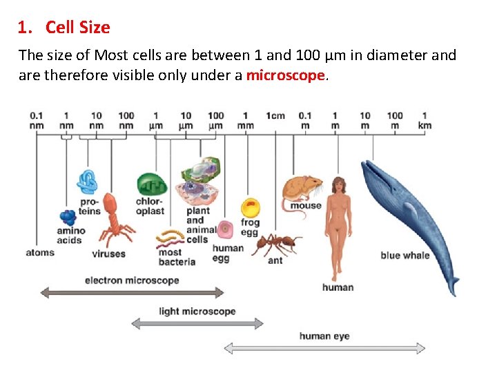 1. Cell Size The size of Most cells are between 1 and 100 μm