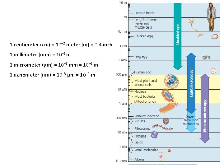 1 centimeter (cm) = 10– 2 meter (m) = 0. 4 inch 1 millimeter