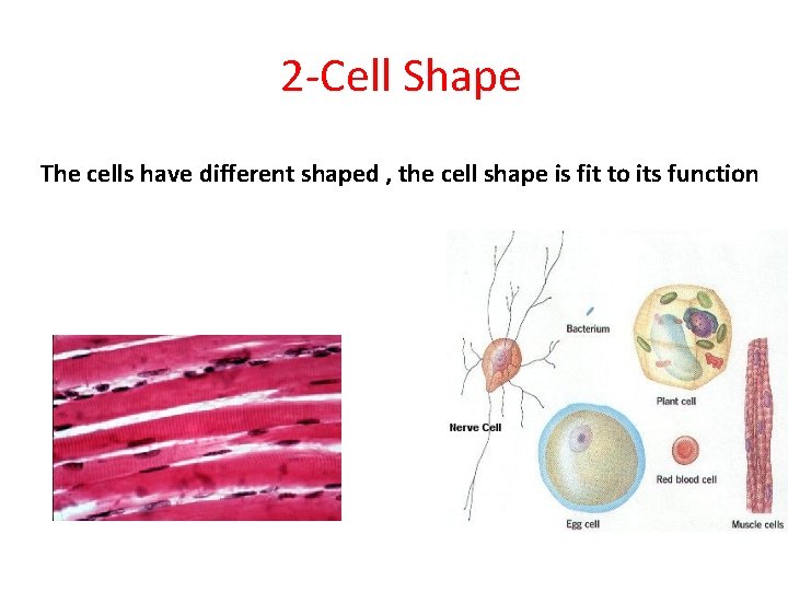 2 -Cell Shape The cells have different shaped , the cell shape is fit