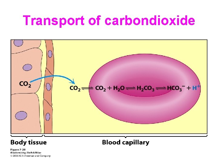 Transport of carbondioxide 