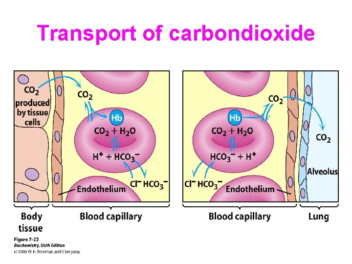 Transport of carbondioxide 