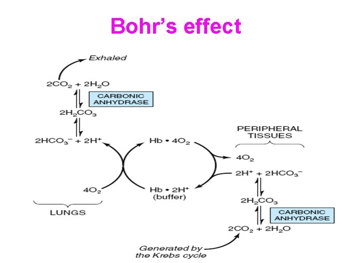 Bohr’s effect 