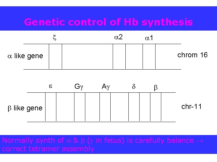 Genetic control of Hb synthesis 2 1 chrom 16 like gene G A chr-11