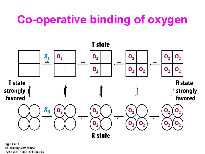 Co-operative binding of oxygen 