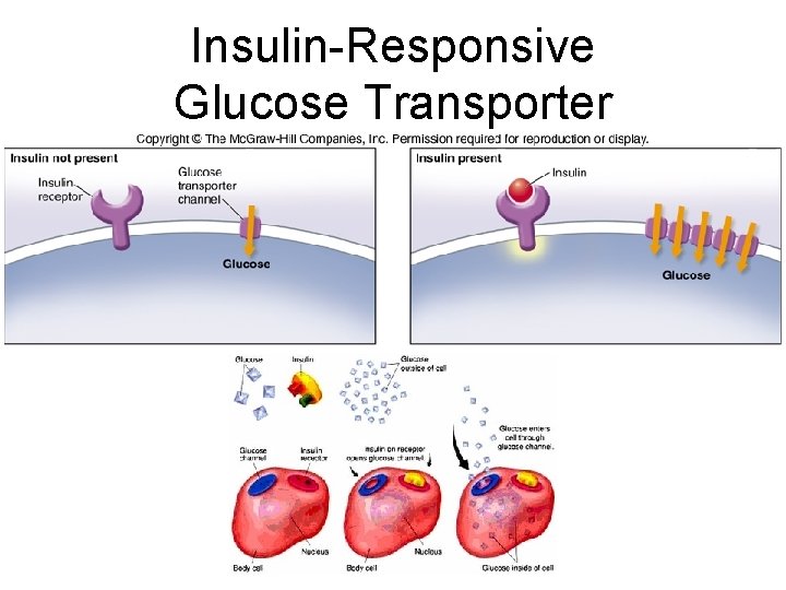Insulin-Responsive Glucose Transporter 