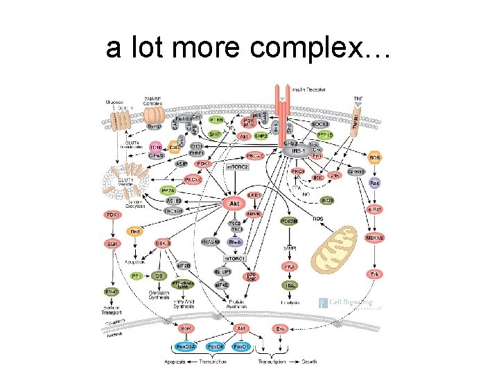 a lot more complex… 