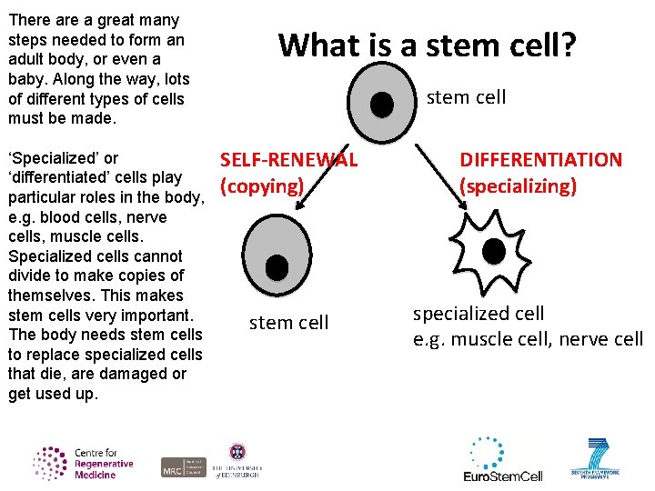 There a great many steps needed to form an adult body, or even a