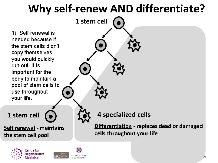 Why self-renew AND differentiate? 1 stem cell 1) Self renewal is needed because if