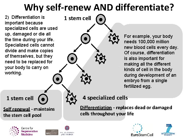 Why self-renew AND differentiate? 2) Differentiation is important because specialized cells are used up,