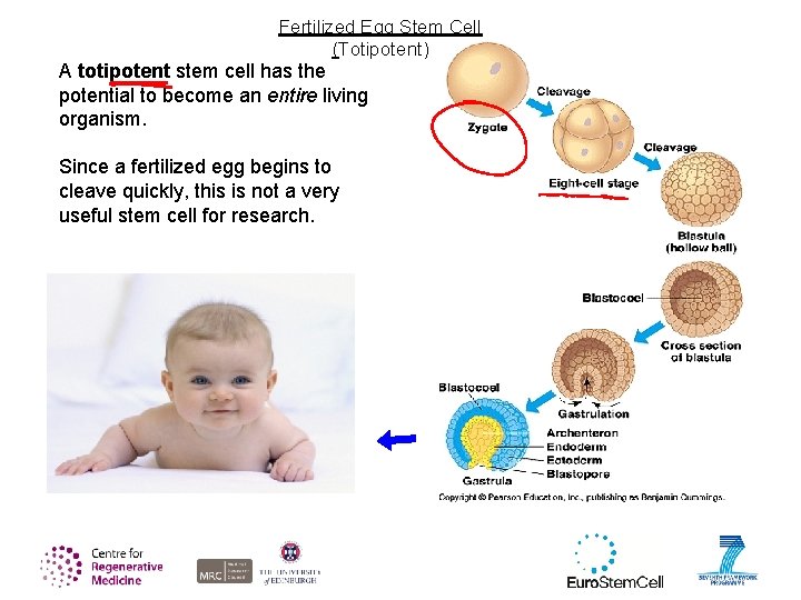 Fertilized Egg Stem Cell (Totipotent) A totipotent stem cell has the potential to become