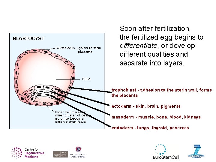Soon after fertilization, the fertilized egg begins to differentiate, or develop different qualities and
