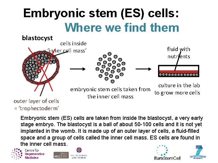 Embryonic stem (ES) cells: Where we find them blastocyst cells inside = ‘inner cell