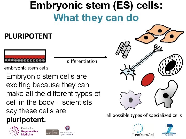 Embryonic stem (ES) cells: What they can do PLURIPOTENT differentiation embryonic stem cells Embryonic