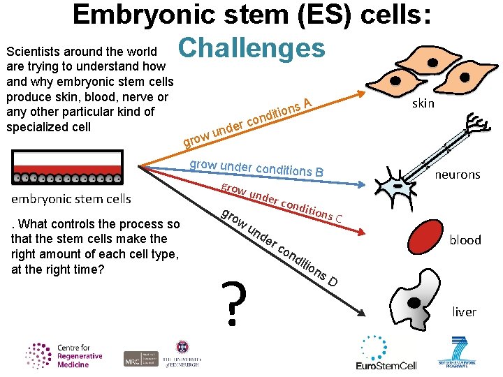 Embryonic stem (ES) cells: Scientists around the world Challenges are trying to understand how