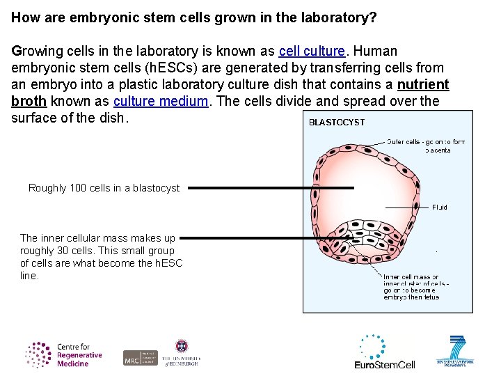 How are embryonic stem cells grown in the laboratory? Growing cells in the laboratory