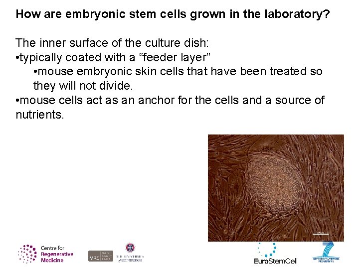 How are embryonic stem cells grown in the laboratory? The inner surface of the