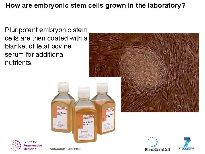 How are embryonic stem cells grown in the laboratory? Pluripotent embryonic stem cells are