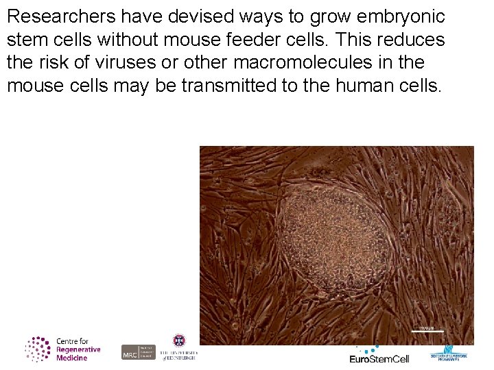 Researchers have devised ways to grow embryonic stem cells without mouse feeder cells. This