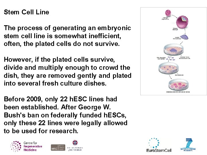 Stem Cell Line The process of generating an embryonic stem cell line is somewhat